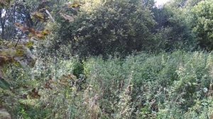 Всходы медоносов прошлогоднего посева.