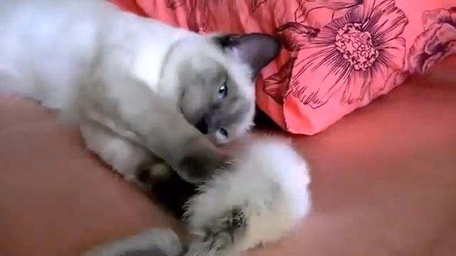 Котенок окраса блю-пойнт.Меконгский бобтейл. Питомник "Golden Truffle"