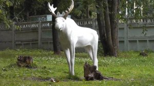 ЛОсь - Белый Лось