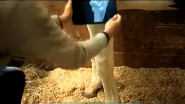 Галилео : Лошадиные пословицы смотреть онлайн