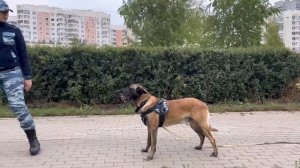 Как научить собаку стоять в движении, остановка из движения, команда стоять