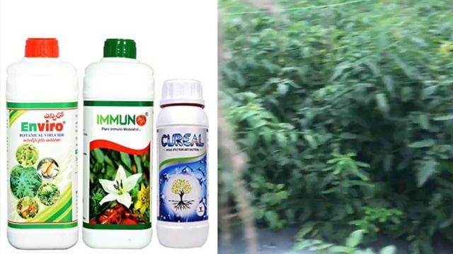 #Tomato# Bacterial #blight#yellow mosaic virus from YK Laboratories NPOP #Tomato Disease management смотреть онлайн