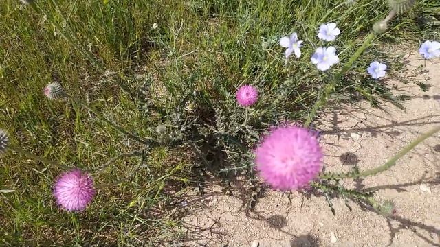 Евпатория 2022 СИНИЙ ЛЁН!!! Лекарственные травы Крыма! смотреть онлайн