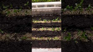 Сельдерей корневой , первые всходы.