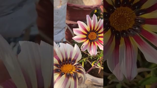 Seeds of GAZANIA flowers 💐 SAVE Now #short