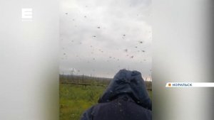 Север Красноярского края атаковали тучи гнуса