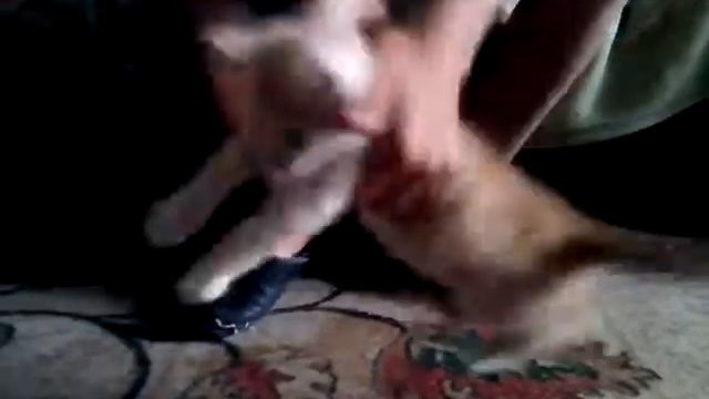 Кароль летучих миш бетмен мой котік смотреть онлайн