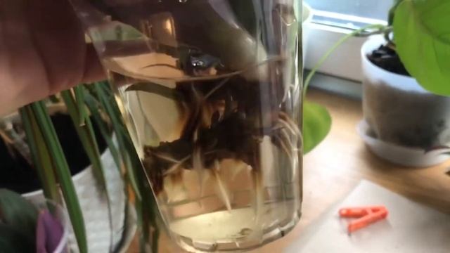 Размножение традесканции в воде