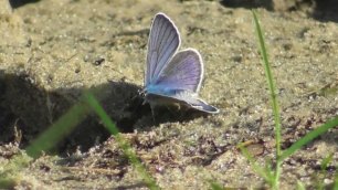 Бабочка. Голубянка аргирогномон. Самец ( Plebejus argyrognomon )