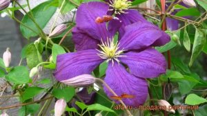 Клематис крупноцветковый Жакмани (clematis jackmanii) ? обзор: как сажать, рассада клематиса Жакман