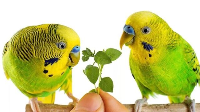 Часть: 2 // Размножение волнистых попугаев в домашних условиях // уход самца смотреть онлайн