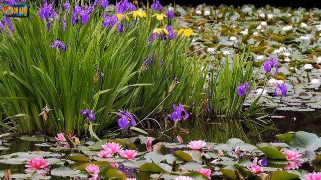 Растения для пруда. Обустраиваем дачный водоем.