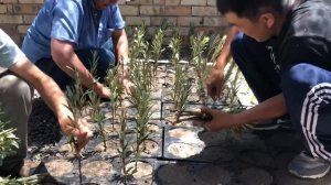 Процесс посадки зеленых черенков облепихи.