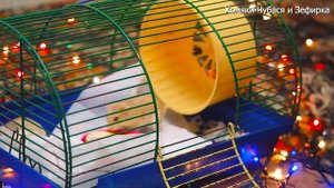 ЛУЧШАЯ ВКУСНЯШКА ДЛЯ ХОМЯЧКОВ Говорящие хомяки видео Сказка про джунгарских хомяков