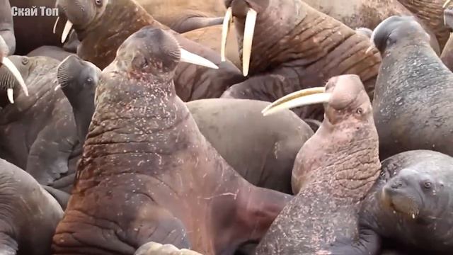 Животные с самыми большими и длинными зубами! смотреть онлайн