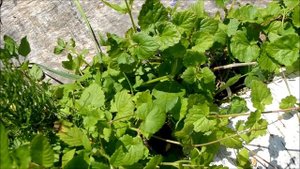 Полезное применение сорняков. Будра плющевидная