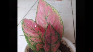 AGLAONEMA RED RUBY