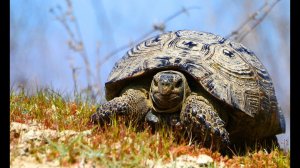 Средиземноморская черепаха (Testudo graeca) - Spur-thighed tortoise