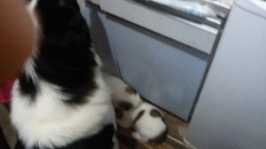 Алабаи.САО. Кормление щенков с месяца.Меню№ 5 (каша+фарш+бульон)/Alabai.Feeding puppies from a mont