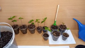 Лавровый лист выращенный из семян на подоконнике в вашей квартире