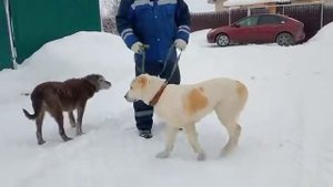 для чего нужен поводок собаке, дрессировка , алабай