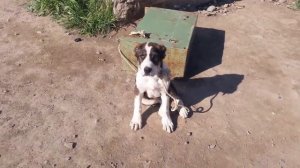 Наманган ит бозори 2021 апрел