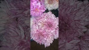 ГЕОРГИНЫ (срезочные сорта)Тбилиси 1.10.23