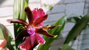 Зигопеталум! Уход и цветение!