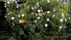 Роза морщинистая Альба (rosa rugosa alba) ? роза Альба обзор: как сажать саженцы розы Альба