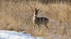 Все способы охоты на косулю!