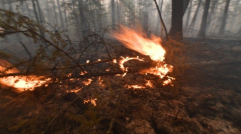 Лесные пожары в Ростовской области вышли из-под контроля