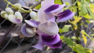 Вигна Каракалла. Что это такое?