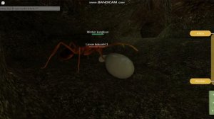 Hack autofarm roblox ant life