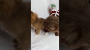 Чихуахуа мальчики шоколадные длинношёрстные