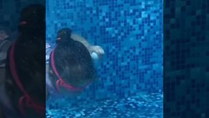 Ныряю в бассейне за камушком?