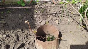 Укрывать или не укрывать виноград на зиму?????