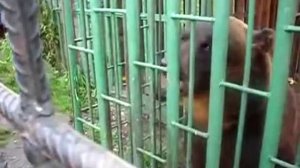 Покормили медведя. Это не заметно, но было СТРАШНО