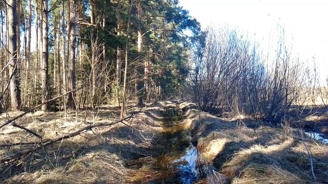 В весеннем лесу. ч.10. Апрель 2023