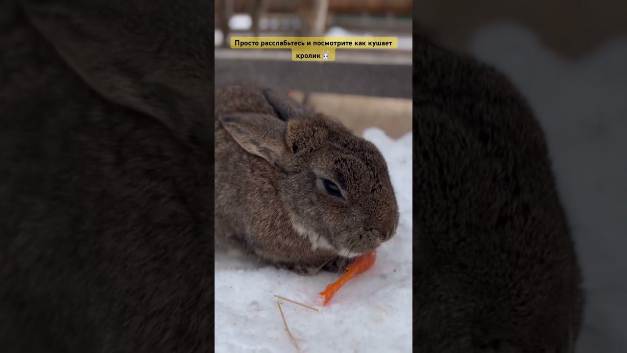 Просто расслабьтесь и посмотрите как кушает кролик#кролики #милыеживотные смотреть онлайн