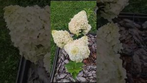 Обзор гортензий от любимой подписчицы Тамары?#пиксио #пинки промис #геркулес и др. Наслаждайтесь??