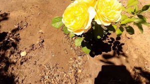 Роза Грехам Томас (июнь, первогодка)