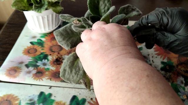 ВОТ КАК я пересаживала фиалочки ЗИМОЙ! \ пересадка фиалок \ eng: transplanting violets