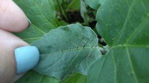 Шипы на рассаде, что это такое?