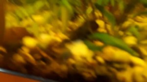 Улитка кролик (только купил)и другие обитатели