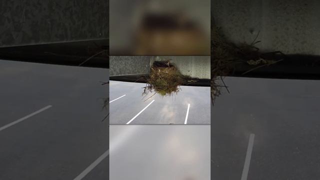 Хищная Птица Напала На Птенца в Гнезде смотреть онлайн