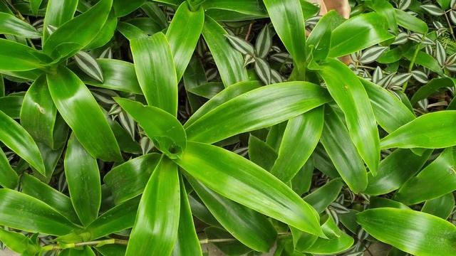 Callisia fragrans - grow & care (Basket plant) смотреть онлайн