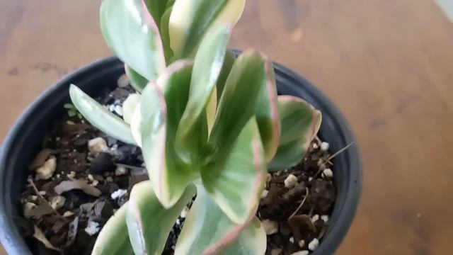 10 suculentas variegadas #echeveria #viral #suculentas cuidados y reproducción. смотреть онлайн