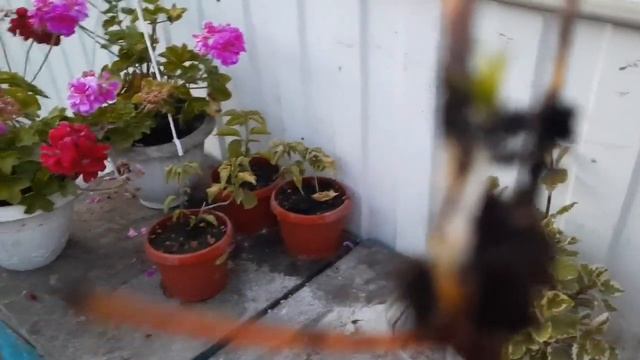 ЧЕРЕНКОВАНИЕ КЛЕМАТИСА, МОЙ СПОСОБ РАБОТАЕТ