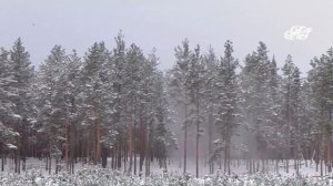 /ЗАГАДОЧНЫЙ СЛУЧАЙ В ЯКУТСКОЙ ТАЙГЕ/ ТАЙНА ТАК И ОСТАЛАСЬ ЗА СЕМЬЮ ПЕЧАТЯМИ/