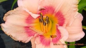 Лилейник гибридный Розанна (hemerocallis rosanna) ? обзор: как сажать, саженцы лилейника Розанна